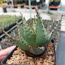 Image result for Aloe wollastonii