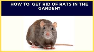 The little guys are lightning quick and just about impossible to catch by hand, so what are the best ways to get rid of. Rats How To Get Rid Of Rats Mice In The Garden Youtube