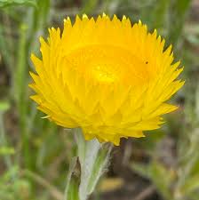 Image result for Helichrysum aureum