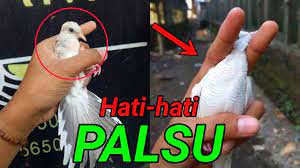 Check spelling or type a new query. Tips Membedakan Perkutut Putih Asli Dan Palsu Gampang Youtube