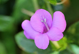 Image result for Barleria tanzaniana