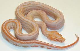 Boa Constrictor Morphs Albino Leopard Boa Constrictor Boa Constrictor Beautiful Snakes Pet Snake