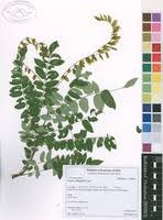 Image result for Cnestis polyphylla