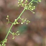 Image result for Sorindeia juglandifolia