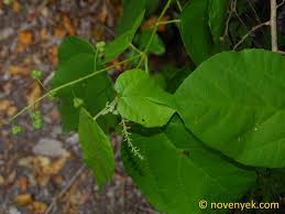 Image result for Adenia mossambicensis