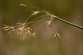 Image result for Cyperus articulatus