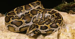 Bagaimana Cara Merawat Ular Sanca Bodo Atau Python Molurus Hewan Peliharaan Dictio Community