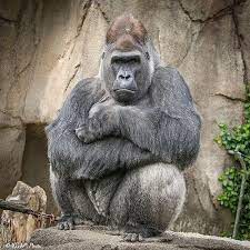 Cincinnati Zoo 4 19 16 3348 Silverback Gorilla Cincinnati Zoo Gorilla