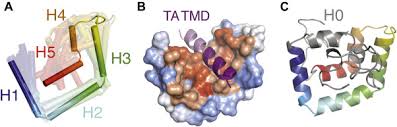 4.5 out of 5 stars 777. Molecular Basis Of Tail Anchored Integral Membrane Protein Recognition By The Cochaperone Sgt2 Journal Of Biological Chemistry