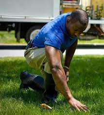 Eagle lawn & landscape inc. Gallo Lawn And Landscape Solutions Tampa Lawn Care