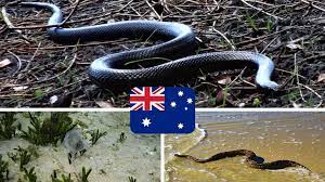 Die giftigste schlange der welt ist der australische inlandtaipan. Die Giftigsten Tiere In Australien