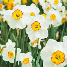 17 Top Daffodils Daffodil Flower Daffodils Fragrant Flowers