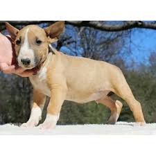 Black And White English Bull Terrier Puppy Brown White English Bull Terrier Puppies For Sale Bull Terrier Puppy English Bull Terrier Puppy English Bull Terriers