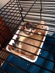 Amazing Savings On Small Animal Toys Cute Rats Small Pets Pet Rats