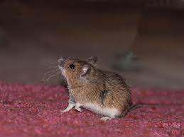 Weitere ideen zu maus im haus, bibliothek zu hause, haus. Maus Im Haus So Wirst Du Sie Auf Eine Tierliebe Und Effektive Art Und Weise Los