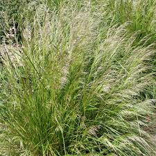 Image result for Deschampsia