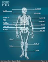 It is comprised of many bones, formed by intramembranous ossification, which are joined together by. Anatomy For Kids Pdf Kit