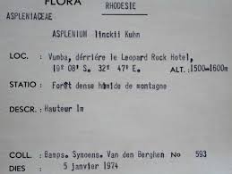 Image result for Asplenium linckii