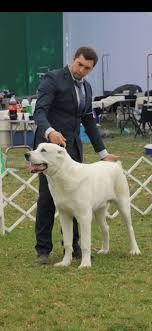 The central asian shepherd dog, also known as the alabay or alabai (russian: Alabai Todas Las Razas De Perros