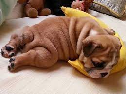 Other breeds with wrinkles include the neapolitan mastiff, which also has rolls of fat all over, pug, bulldog, and bull mastiff with wrinkles mainly on their face, and the blood hound and basset hound with wrinkles on their necks. Dog Breeds With Fat Rolls Facts Care Temperament