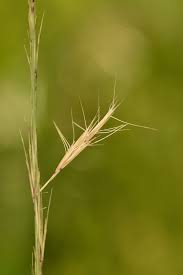 Image result for Aristida bipartita