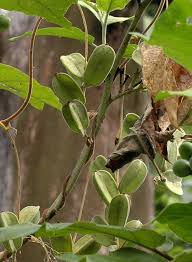 Image result for Dioscorea dumetorum