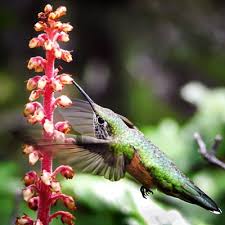 Maybe you would like to learn more about one of these? The Surprising Science Behind Hummingbirds And Flowers Chicago Botanic Garden