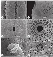 Image result for Pseudomussaenda stenocarpa