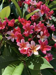 Pin By Jess On Aloha In 2020 Frangipani Plumeria Flower Garden