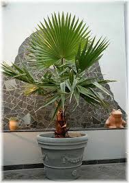 Petticoat Palme Mexikanische Facher Palme Washingtonia Robusta Tropische Gartengestaltung Palmen Pflanzen Palmen