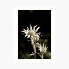 A beautiful collection of exotic flowers and leaves that gives a lush tropical feel to any room or area. Flannel Flower Art Prints Redbubble