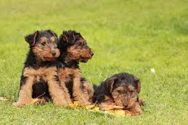 Be confident you are getting the best puppy. Welsh Terriers 10 Things To Know About These Spirited Black Tan Dogs