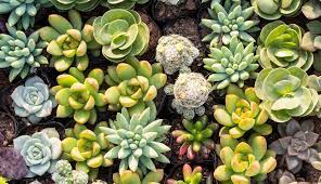 L'hivernage des plantes grasses : Dehors Les Succulentes Ces Plantes Qui Ont Tout Pour Plaire