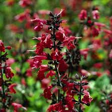 Image result for Salvia coccinea
