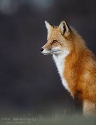 365 Days Fox Marathon Day 176 Vlad Kamenski Photography Fox Red Fox Fox And Rabbit