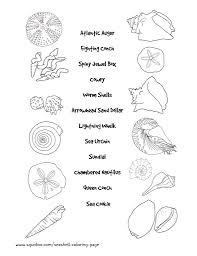 Seashell Coloring Sheets Sea Shells Coloring Pages Seashell Drawing