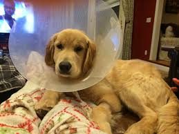 Ready to go july 29. Looking For A Reputable Breeder In Massachusetts Golden Retriever Dog Forums