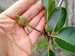 This is not easy and a skilled pruning crew is needed to build a stronger tree. Please Identify My Pear Tree General Fruit Growing Growing Fruit