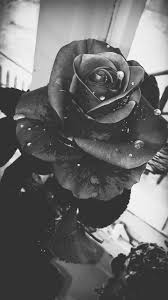 Black Rose Drop Black Rose Art Rose