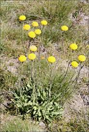 Maybe you would like to learn more about one of these? Plantfiles Pictures Craspedia Species Common Billy Buttons Craspedia Variabilis By Kennedyh
