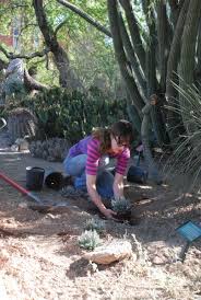 We visited both sides of saguaro national park on two very different days and it is beautiful in any weather. Tucson Cactus And Succulent Society Restores The Krutch Garden University Of Arizona Campus Arboretum