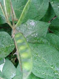 Image result for Macrotyloma tenuiflorum