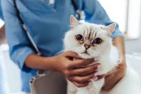 Sue is most passionate about raising cancer awareness & has developed see something, do something. Time Is Everything The Importance Of Timing Of Cancer Treatment In Pets Veterinary Oncology Blog Veterinary Oncology Services And Research Center West Chester Pa