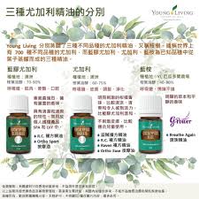 三種尤加利精油的分別 young living 分別蒸餾了三種不同品種的尤加利精油 又稱桉樹 據稱世界上有700 種不同品種的尤加利 而藍膠尤加利 尤加利 藍桉為已知品種中從葉子蒸餾而成的三種精油 自古以來 桉樹一 living