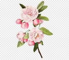 We did not find results for: Pink Petaled Flowers Illustration Cabbage Rose Garden Roses Botanical Illustration Botany Flower Watercolor Painting Flower Arranging Branch Png Pngwing