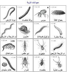 Resultat De Recherche D Images Pour الحشرات الدقيقة التي تعيش في التربة Image