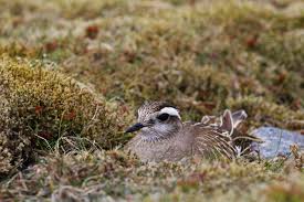 Any of various related plovers chiefly of eastern asia, australia, and south america. Dotterel Declines In Scotland Out Of Sight Out Of Mind Scottish Nature Notes Our Work The Rspb Community
