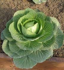 Golden Cross 45 Day Cabbage Bonnie Plants