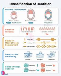 Image result for Dentition