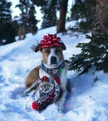 Henry Baloo Cute Cats And Dogs Pet Holiday Christmas Animals